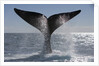 Southern Right Whale off Peninsula Valdes, Patagonia by Anonymous