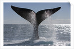 Southern Right Whale off Peninsula Valdes, Patagonia by Anonymous