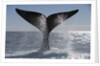 Southern Right Whale off Peninsula Valdes, Patagonia by Anonymous