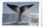 Southern Right Whale off Peninsula Valdes, Patagonia by Anonymous