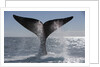 Southern Right Whale off Peninsula Valdes, Patagonia by Anonymous