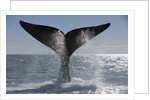 Southern Right Whale off Peninsula Valdes, Patagonia by Anonymous