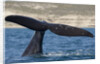 Southern Right Whale off Peninsula Valdes, Patagonia by Anonymous