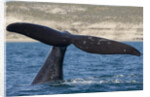 Southern Right Whale off Peninsula Valdes, Patagonia by Anonymous