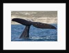Southern Right Whale off Peninsula Valdes, Patagonia by Anonymous