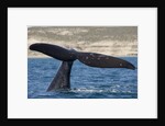 Southern Right Whale off Peninsula Valdes, Patagonia by Anonymous
