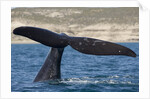 Southern Right Whale off Peninsula Valdes, Patagonia by Anonymous