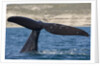 Southern Right Whale off Peninsula Valdes, Patagonia by Anonymous