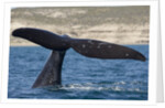 Southern Right Whale off Peninsula Valdes, Patagonia by Anonymous