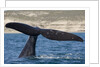 Southern Right Whale off Peninsula Valdes, Patagonia by Anonymous