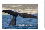 Southern Right Whale off Peninsula Valdes, Patagonia by Anonymous