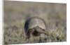 Armadillo in Patagonia, Argentina by Anonymous
