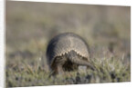 Armadillo in Patagonia, Argentina by Anonymous