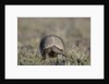 Armadillo in Patagonia, Argentina by Anonymous