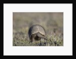Armadillo in Patagonia, Argentina by Anonymous