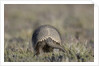 Armadillo in Patagonia, Argentina by Anonymous