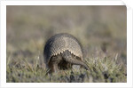 Armadillo in Patagonia, Argentina by Anonymous