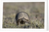 Armadillo in Patagonia, Argentina by Anonymous
