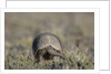 Armadillo in Patagonia, Argentina by Anonymous