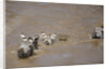 Nile Crocodile Hunting Zebra Crossing River in Masai Mara, Kenya by Anonymous