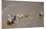Nile Crocodile Hunting Zebra Crossing River in Masai Mara, Kenya by Anonymous