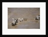 Nile Crocodile Hunting Zebra Crossing River in Masai Mara, Kenya by Anonymous