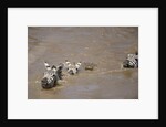 Nile Crocodile Hunting Zebra Crossing River in Masai Mara, Kenya by Anonymous