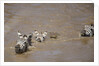 Nile Crocodile Hunting Zebra Crossing River in Masai Mara, Kenya by Anonymous