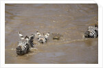 Nile Crocodile Hunting Zebra Crossing River in Masai Mara, Kenya by Anonymous