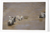 Nile Crocodile Hunting Zebra Crossing River in Masai Mara, Kenya by Anonymous