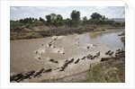 Wildebeest Migration in Masai Mara, Kenya by Anonymous