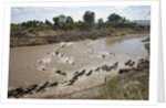 Wildebeest Migration in Masai Mara, Kenya by Anonymous
