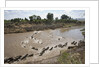 Wildebeest Migration in Masai Mara, Kenya by Anonymous