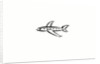 Airplane by Anonymous