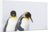King Penguins by Anonymous