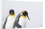 King Penguins by Anonymous