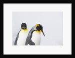 King Penguins by Anonymous