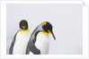King Penguins by Anonymous