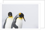 King Penguins by Anonymous