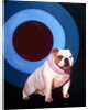 Bulldog in the middle of a bulls eye ring by Anonymous