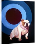 Bulldog in the middle of a bulls eye ring by Anonymous