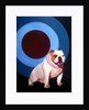 Bulldog in the middle of a bulls eye ring by Anonymous