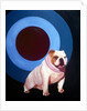 Bulldog in the middle of a bulls eye ring by Anonymous