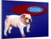 Bulldog by Anonymous