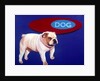Bulldog by Anonymous