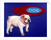 Bulldog by Anonymous