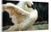 Tundra Swan Extending Its Wings by Anonymous