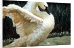 Tundra Swan Extending Its Wings by Anonymous