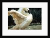 Tundra Swan Extending Its Wings by Anonymous