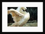 Tundra Swan Extending Its Wings by Anonymous